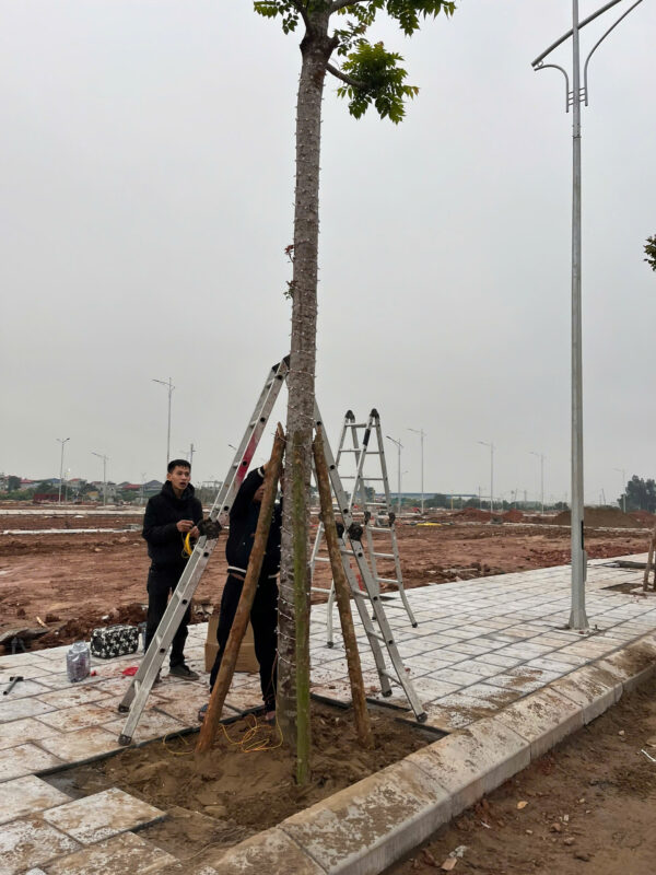 Thi công led quấn cây ngoài trời tại Hải Dương